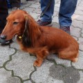 Beraní koule
